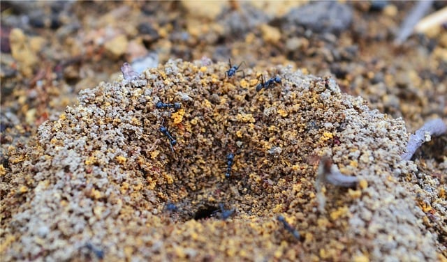 Unravelling the Incredible Engineering of Ant Nests