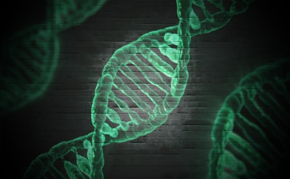 Воспаление связано с неисправной системой утилизации ДНК