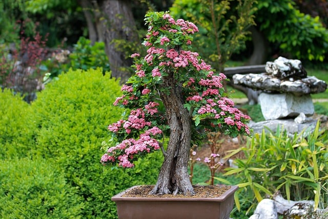 盆栽アート: 計り知れない美しさのミニチュアの木